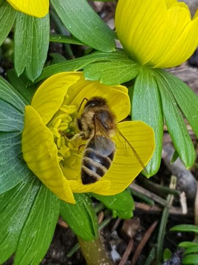 Erste Blüten: Winterling