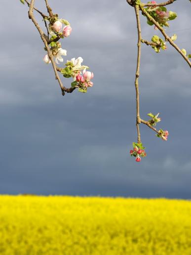 Obst- und Rapsblüte